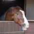 Taming the â€œAggressiveâ€ Horse